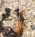 Podalonia argentipilis
