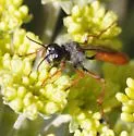 Podalonia argentipilis - photo 3
