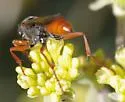 Podalonia argentipilis - photo 5