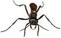 Podalonia pubescens - photo 3