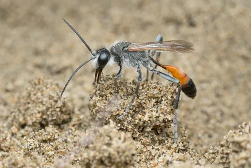 Tyde's Sand Wasp