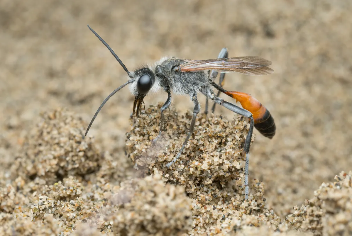 Tyde's Sand Wasp - photo 3