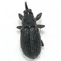 Pine Gall Weevil
