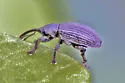 Pine Gall Weevil - photo 2