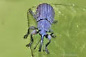 Pine Gall Weevil - photo 3