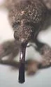Pine Gall Weevil - photo 5