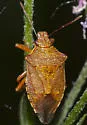 Podisus brevispinus - photo 3