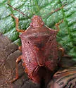 Podisus brevispinus - photo 4