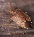 Podisus brevispinus - photo 5