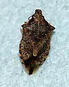 Podisus neglectus