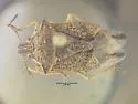 Podisus neglectus - photo 2