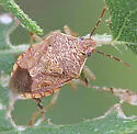 Podisus placidus