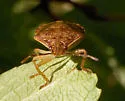 Podisus placidus - photo 2