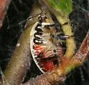 Podisus placidus - photo 3