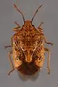 Podisus placidus - photo 4