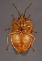 Podisus placidus - photo 5