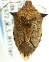Podisus sagitta