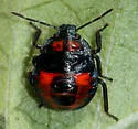 Podisus sagitta - photo 2