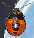 Podisus sagitta - photo 4