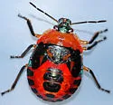 Podisus sagitta - photo 5