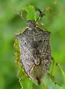 Podisus serieventris