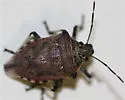 Podisus serieventris - photo 2
