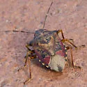 Podisus serieventris - photo 3