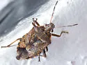 Podisus serieventris - photo 4