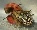 Podisus serieventris - photo 5