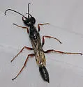 Podium rufipes