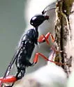 Podium rufipes - photo 3