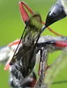 Podium rufipes - photo 4
