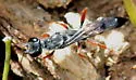 Podium rufipes - photo 5
