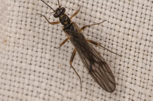 Delicate Forestfly - Podmosta delicatula