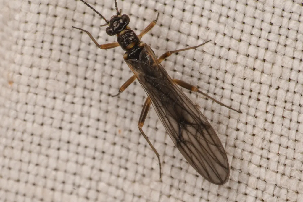 Delicate Forestfly - photo 2