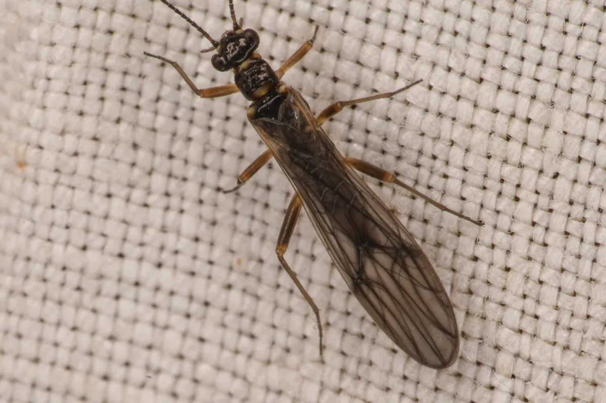 Delicate Forestfly - photo 3