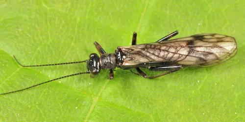 Podmosta macdunnoughi