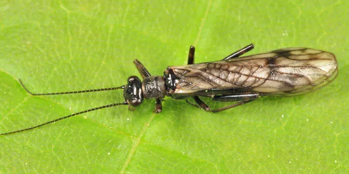 Podmosta macdunnoughi - photo 2