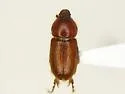 Podolasia ferruginea - Podolasia ferruginea