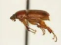 Podolasia ferruginea - photo 2