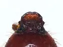 Podolasia ferruginea - photo 3