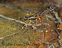 Podoschistus vittifrons - photo 2