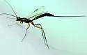 Podoschistus vittifrons - photo 4