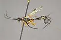 Podoschistus vittifrons - photo 5