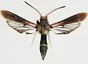 Banded Ash Clearwing Moth - Hodges#2588