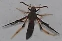 Banded Ash Clearwing Moth - Hodges#2588 - photo 2