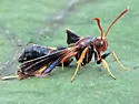 Banded Ash Clearwing Moth - Hodges#2588 - photo 4