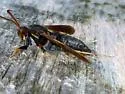 Lilac Borer - Hodges#2589