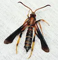 Lilac Borer - Hodges#2589 - photo 2