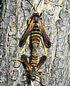 Lilac Borer - Hodges#2589 - photo 3